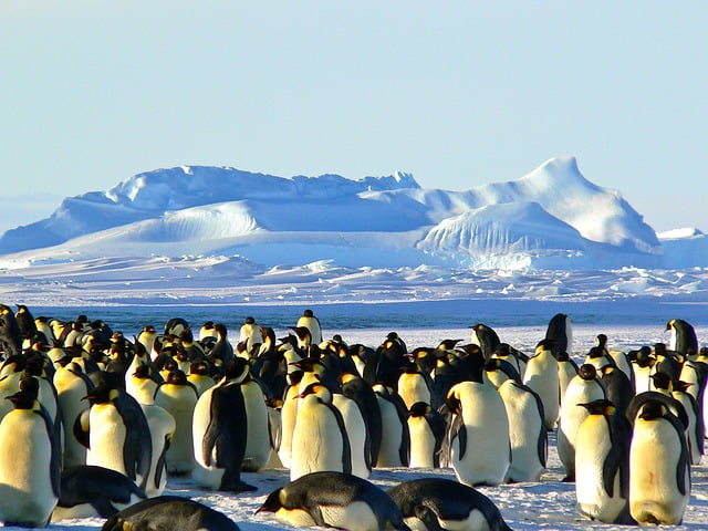Are emperor penguins getting extinct?