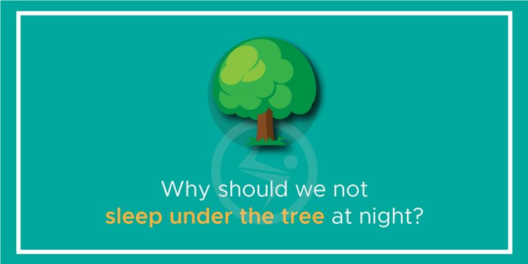 Why should we not sleep under the tree at night?