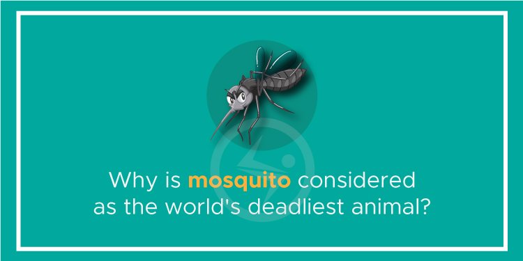 Why is mosquito considered as the world’s deadliest animal?