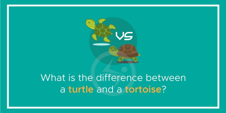 What is the difference between a turtle and a tortoise?