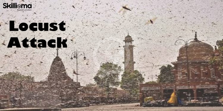 India faces the worst locusts attack